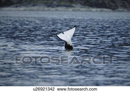 Stock Image - Killer whale (Orcinus orca) lifting distinctive tail flukes above the surface. Mid-winter in Tysfjord, Norway.. Fotosearch