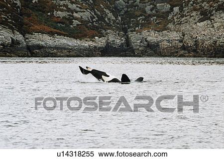 Killer whale (Orcinus orca) lying on its back tail slapping with Hebridean rocky shore behind. West coast of Scotland. View Large Photo Image Stock Photography - Killer whale (Orcinus orca) lying on its back tail slapping with Hebridean rocky shore behind. West coast of Scotland. . Fotosearch