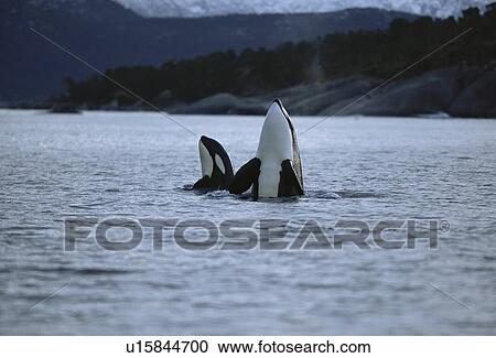 Killer whale (Orcinus orca) Mother and calf spy-hopping together. Mid-winter in Tysfjord, Norway View Large Photo Image Stock Image - Killer whale (Orcinus orca) Mother and calf spy-hopping together. Mid-winter in Tysfjord, Norway. Fotosearch