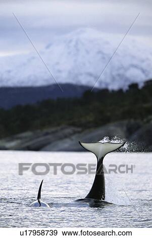 Killer whale (Orcinus orca) Mother slapping her tail flukes near her calf with snowy mountains behind. Mid-winter in Tysfjord, Norway View Large Photo Image Stock Photo - Killer whale (Orcinus orca) Mother slapping her tail flukes near her calf with snowy mountains behind. Mid-winter in Tysfjord, Norway. Fotosearch