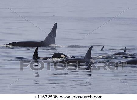 Killer whale, Orcinus orca, pod travelling close together Monterey, California, USA View Large Photo Image Stock Photograph - Killer whale, Orcinus orca, pod travelling close together Monterey, California, USA. Fotosearch