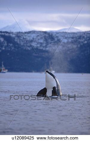 Stock Photography - Killer whale (Orcinus orca) spy hopping Tysfjord, Norway. Fotosearch