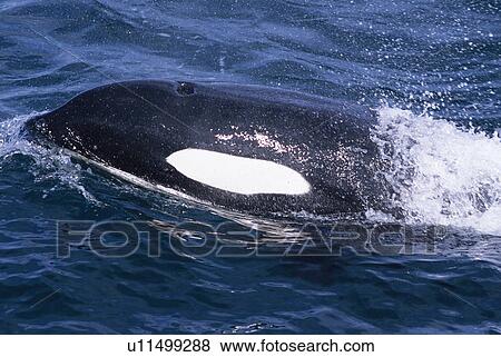 Stock Photo - Killer whale (Orcinus orca) surfacing at speed Snaefellsness Peninsular, Iceland.. Fotosearch