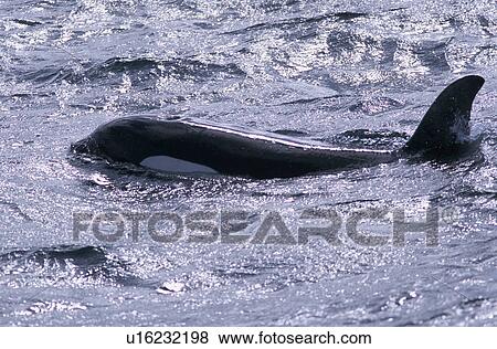 Stock Photo - Killer whale (Orcinus orca) surfacing west of Snaefellsness Peninsular, Iceland. Fotosearch