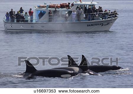 Killer whales, Orcinus orca, moving in parallel to whale watching boat with people observing pod Monterey, California, USA View Large Photo Image Stock Image - Killer whales, Orcinus orca, moving in parallel to whale watching boat with people observing pod Monterey, California, USA. Fotosearch