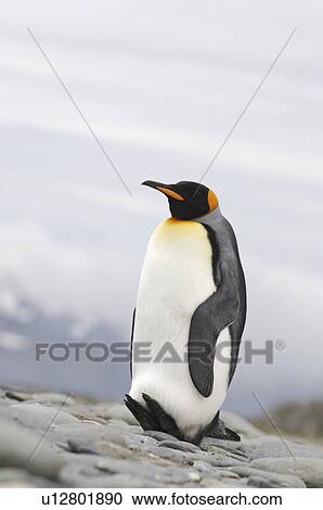 Stock Image - King Penguin (Aptenodytes patagonica) Sitting on tail to keep feet off ground. Salisbury Plain, South Georgia. Fotosearch