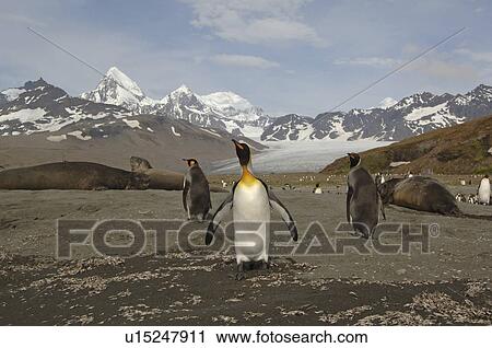 Stock Image - King Penguin (Aptenodytes patagonica) and snow covered mountains St Andrews Bay, South Georgia. Fotosearch