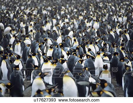King penguin (Aptenodytes patagonica) mass colony Livingstone Island, Antarctic Peninsula View Large Photo Image Stock Image - King penguin (Aptenodytes patagonica) mass colony Livingstone Island, Antarctic Peninsula. Fotosearch