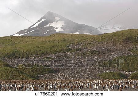 Stock Image - King Penguin (Aptenodytes patagonica) Colony on Salisbury Plain, South Georgia 200, 000 pairs nest here.. Fotosearch