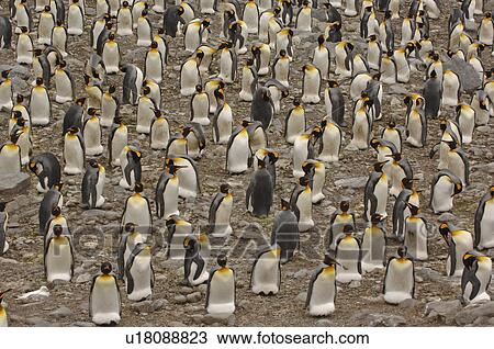 King Penguin (Aptenodytes patagonica) nesting colony St Andrews Bay, South Georgia View Large Photo Image Stock Image - King Penguin (Aptenodytes patagonica) nesting colony St Andrews Bay, South Georgia. Fotosearch
