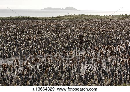 King Penguin (Aptenodytes patagonica) Salisbury Plain, South Georgia View Large Photo Image Stock Photo - King Penguin (Aptenodytes patagonica) Salisbury Plain, South Georgia. Fotosearch