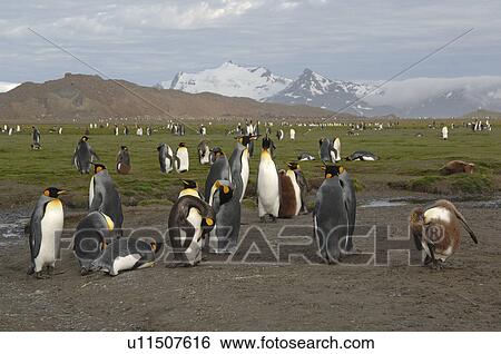 King Penguin (Aptenodytes patagonica) Salisbury Plain, South Georgia View Large Photo Image Stock Photograph - King Penguin (Aptenodytes patagonica) Salisbury Plain, South Georgia. Fotosearch