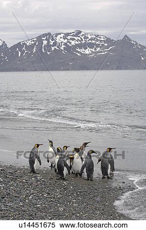 Stock Photography - King Penguin (Aptenodytes patagonica) on beach. Salisbury Plain, South Georgia. Fotosearch