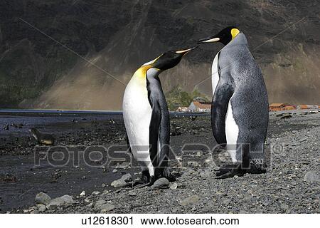 Stock Image - King Penguin (Aptenodytes patagonicus) pair on the beach. Stromness Whaling Station on South Georgia Island, Southern Atlantic Ocean.. Fotosearch