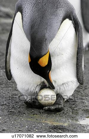 King Penguin (Aptenodytes patagonicus) parent balancing egg on feet to keep it off the cold beach on South Georgia Island, southern Atlantic Ocean. View Large Photo Image Stock Image - King Penguin (Aptenodytes patagonicus) parent balancing egg on feet to keep it off the cold beach on South Georgia Island, southern Atlantic Ocean.. Fotosearch