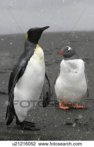 King Penguin (Aptenodytes patagonicus) standing near Gentoo Penguin (Pygoscelis papua) during snowfall. South Georgia Island, Southern Atlantic Ocean. View Large Photo Image Stock Image - King Penguin (Aptenodytes patagonicus) standing near Gentoo Penguin (Pygoscelis papua) during snowfall. South Georgia Island, Southern Atlantic Ocean.. Fotosearch