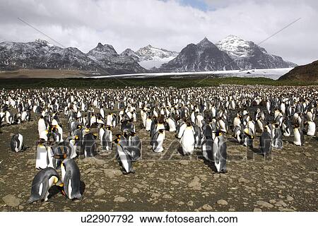 Stock Image - King penguin (Aptenodytes patagonicus) colony of nesting animals numbering between 70, 000 and 100, 000 nesting pairs on Salisbury Plain on South Georgia Island, South Atlantic Ocean.. Fotosearch