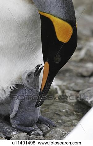 King Penguin (Aptenodytes patagonicus) feeding/guarding chick on South Georgia Island, southern Atlantic Ocean. View Large Photo Image Stock Photo - King Penguin (Aptenodytes patagonicus) feeding/guarding chick on South Georgia Island, southern Atlantic Ocean.. Fotosearch