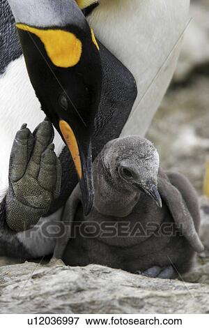 Stock Photo - King Penguin (Aptenodytes patagonicus) chick with parent on South Georgia Island, southern Atlantic Ocean.. Fotosearch