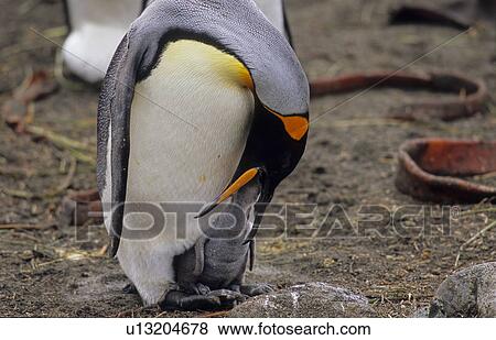 King Penguin (Aptenodytes Patagonicus) feeding its hungry chick. Sandy Bay, Macquarie Island, Subantarctic Australia View Large Photo Image Stock Photo - King Penguin (Aptenodytes Patagonicus) feeding its hungry chick. Sandy Bay, Macquarie Island, Subantarctic Australia. Fotosearch