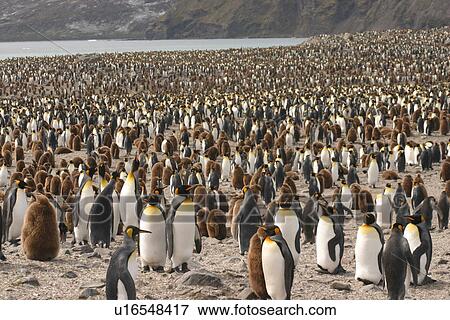 King penguin (Aptenodytes patagonicus} rookery, South Georgia View Large Photo Image Stock Photo - King penguin (Aptenodytes patagonicus} rookery, South Georgia. Fotosearch