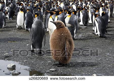 King Penguin (Aptenodytes patagonicus) juvenile in colonz. South Georgia Island, Southern Atlantic Ocean. View Large Photo Image Stock Photo - King Penguin (Aptenodytes patagonicus) juvenile in colonz. South Georgia Island, Southern Atlantic Ocean.. Fotosearch