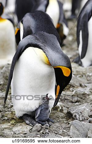 King Penguin (Aptenodytes patagonicus) parent with hungry chick. South Georgia Island, Southern Atlantic Ocean. View Large Photo Image Stock Photography - King Penguin (Aptenodytes patagonicus) parent with hungry chick. South Georgia Island, Southern Atlantic Ocean.. Fotosearch
