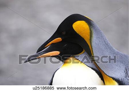 King penguin (Aptenodytes patagonicus) pair courtship in colony of nesting animals numbering between 70, 000 and 100, 000 nesting pairs on Salisbury Plain on South Georgia Island, South Atlantic Ocean. View Large Photo Image Stock Photography - King penguin (Aptenodytes patagonicus) pair courtship in colony of nesting animals numbering between 70, 000 and 100, 000 nesting pairs on Salisbury Plain on South Georgia Island, South Atlantic Ocean.. Fotosearch