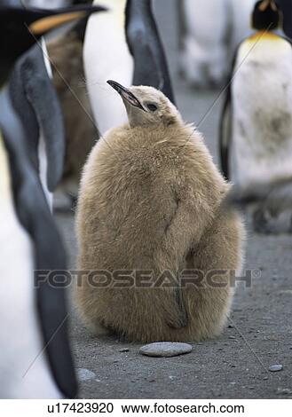 King penguin chick with down feathers (Aptenodytes patagonica) Livingstone Island, Antarctic Peninsula View Large Photo Image Stock Image - King penguin chick with down feathers (Aptenodytes patagonica) Livingstone Island, Antarctic Peninsula. Fotosearch