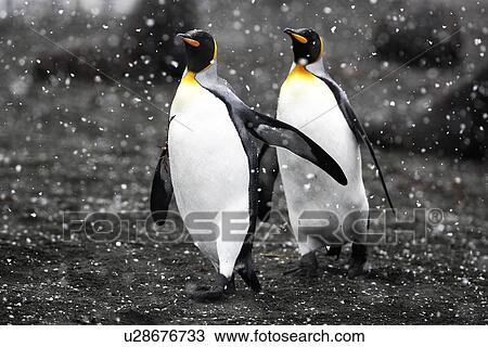 King Penguin pair (Aptenodytes patagonicus) walking on beach in snowstorm on South Georgia Island, Southern Atlantic Ocean. View Large Photo Image Stock Image - King Penguin pair (Aptenodytes patagonicus) walking on beach in snowstorm on South Georgia Island, Southern Atlantic Ocean.. Fotosearch