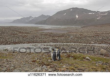Stock Image - King Penguins (Aptenodytes patagonica) St Andrews Bay, South Georgia. Fotosearch