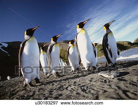 King penguins (Aptenodytes patagonica) curious group on beach Livingstone Island, Antarctic Peninsula View Large Photo Image Stock Photo - King penguins (Aptenodytes patagonica) curious group on beach Livingstone Island, Antarctic Peninsula. Fotosearch