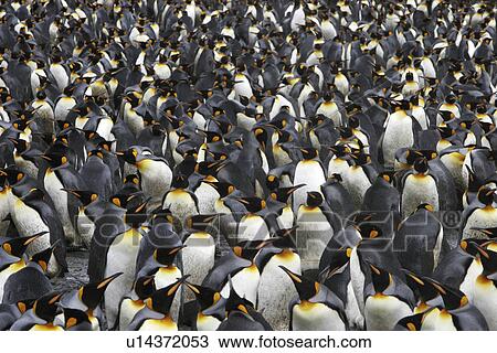 King Penguins (Aptenodytes patagonicus) literally by the tens of thousands on South Georgia Island, southern Atlantic Ocean. View Large Photo Image Stock Image - King Penguins (Aptenodytes patagonicus) literally by the tens of thousands on South Georgia Island, southern Atlantic Ocean.. Fotosearch