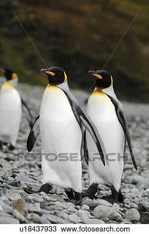King penguins (Aptenodytes patagonicus) walking on the beach near a colony of nesting animals numbering about 7, 000 nesting pairs at Fortuna Bay on South Georgia Island, South Atlantic Ocean. View Large Photo Image Stock Image - King penguins (Aptenodytes patagonicus) walking on the beach near a colony of nesting animals numbering about 7, 000 nesting pairs at Fortuna Bay on South Georgia Island, South Atlantic Ocean.. Fotosearch