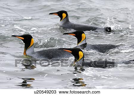 King Penguins (Aptenodytes patagonicus) swimming at surface. South Georgia Island, Southern Atlantic Ocean. View Large Photo Image Stock Image - King Penguins (Aptenodytes patagonicus) swimming at surface. South Georgia Island, Southern Atlantic Ocean.. Fotosearch