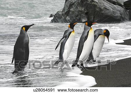 King penguins (Aptenodytes patagonicus) returning from feeding at the colony on Fortuna Bay, South Georgia Island. South Atlantic Ocean. near colony of nesting animals View Large Photo Image Stock Image - King penguins (Aptenodytes patagonicus) returning from feeding at the colony on Fortuna Bay, South Georgia Island. South Atlantic Ocean. near colony of nesting animals. Fotosearch