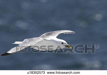 Stock Image - Kittiwake in flight (Rissa tridactyla) West coast of Scotland, UK. Fotosearch