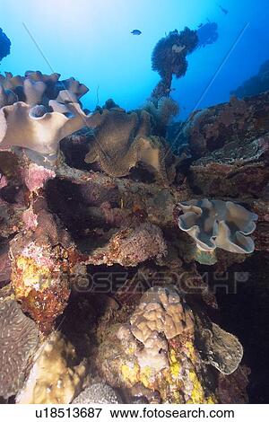 Large diversity of soft and hard corals growing over the external structure of the Shinkoku Maru, Truk lagoon, Chuuk, Federated States of Micronesia, Pacific View Large Photo Image Stock Photo - Large diversity of soft and hard corals growing over the external structure of the Shinkoku Maru, Truk lagoon, Chuuk, Federated States of Micronesia, Pacific. Fotosearch