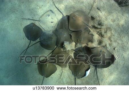 Stock Image - Large group of pink whipray or Tahitian stingray, Himantura fai, Rongelap, Marshall Islands, Micronesia. Fotosearch