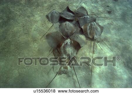 Large group of pink whipray or Tahitian stingray, Himantura fai, Rongelap, Marshall Islands, Micronesia View Large Photo Image Stock Photo - Large group of pink whipray or Tahitian stingray, Himantura fai, Rongelap, Marshall Islands, Micronesia. Fotosearch