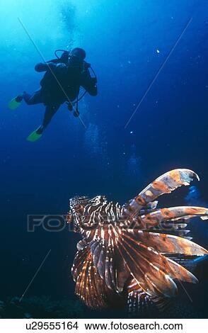 Large Lion fish looking up at diver silhouette. Thailand. View Large Photo Image Picture - Large Lion fish looking up at diver silhouette. Thailand.. Fotosearch