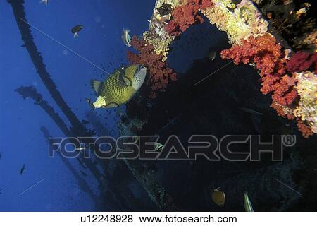 Large Titan Trigger Fish (Balistoides viridescens) looking for food on the Wreck of the Numdia, Big Brother Island, Red Sea View Large Photo Image Stock Photo - Large Titan Trigger Fish (Balistoides viridescens) looking for food on the Wreck of the Numdia, Big Brother Island, Red Sea. Fotosearch