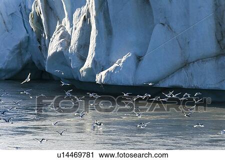 Stock Image - Late evening views of black-legged kittiwakes near the Negrebreen Glacier melting in the sunlight on Spitsbergen Island in the Svalbard Archipelago, Barents Sea, Norway.. Fotosearch
