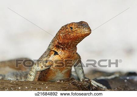 Lava lizard (Microlophus spp) in the Galapagos Island Archipeligo. Many of the islands have their own endemic species. View Large Photo Image Stock Image - Lava lizard (Microlophus spp) in the Galapagos Island Archipeligo. Many of the islands have their own endemic species.. Fotosearch
