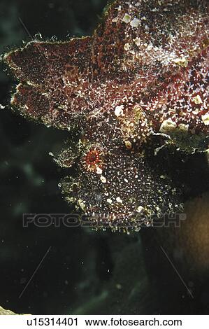 Leaf fish (Taenianotus triacanthus) brown member of scorpionfish family showing much detail and red eye, Mabul, Borneo, Malaysia View Large Photo Image Stock Image - Leaf fish (Taenianotus triacanthus) brown member of scorpionfish family showing much detail and red eye, Mabul, Borneo, Malaysia. Fotosearch