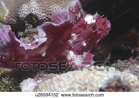 Leaf fish (Taenianotus triacanthus) purple/pink member of scorpionfish family showing much detail, Mabul, Borneo, Malaysia View Large Photo Image Stock Image - Leaf fish (Taenianotus triacanthus) purple/pink member of scorpionfish family showing much detail, Mabul, Borneo, Malaysia. Fotosearch