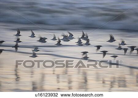 Least sandpiper (Calidris minutilla) flying across the surf at sunset. National marine sanctuary, Monterey bay, California Pacific ocean, USA. View Large Photo Image Stock Image - Least sandpiper (Calidris minutilla) flying across the surf at sunset. National marine sanctuary, Monterey bay, California Pacific ocean, USA.. Fotosearch