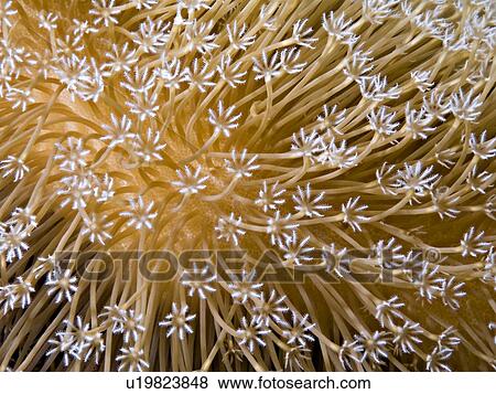 Stock Photo - Leather Coral (Sarcophyton ehrenbergi). Ras Za'atar, Ras Mohamed National Park, Sharm El Sheikh, South Sinai, Red Sea, Egypt.. Fotosearch