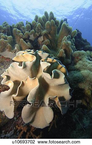 Leather Coral (Sarcophyton sp. ) Apo Island marine reserve, Philippines, Visayan sea View Large Photo Image Stock Image - Leather Coral (Sarcophyton sp. ) Apo Island marine reserve, Philippines, Visayan sea. Fotosearch