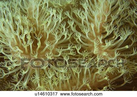 Stock Photo - Leather coral, Sarcophytum sp., polyp detail, Namu atoll, Marshall Islands (N. Pacific).. Fotosearch